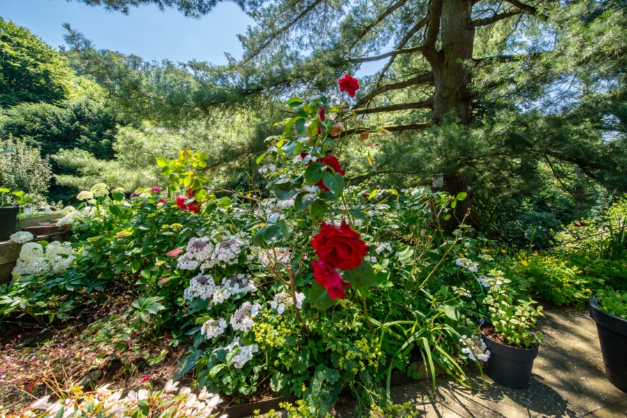 Impressionen Garten - Einmalig in Essen Kupferdreh!