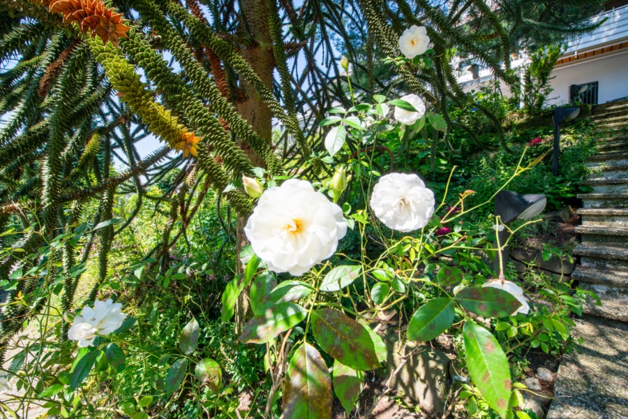 Impressionen Garten - Einmalig in Essen Kupferdreh!