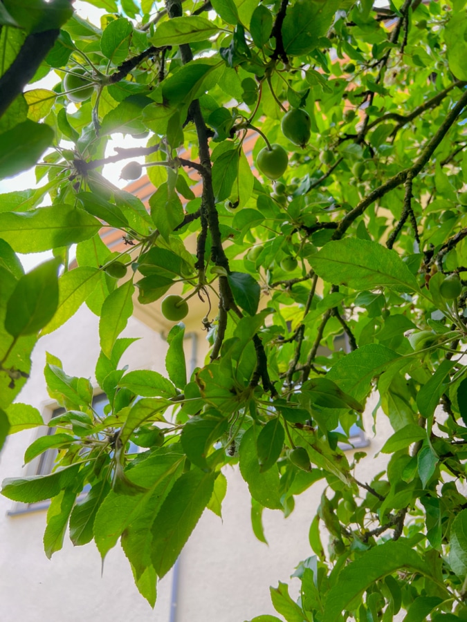 Detailfoto_Apfelbaum - Freistehendes Einfamilienhaus mit Garage und Garten