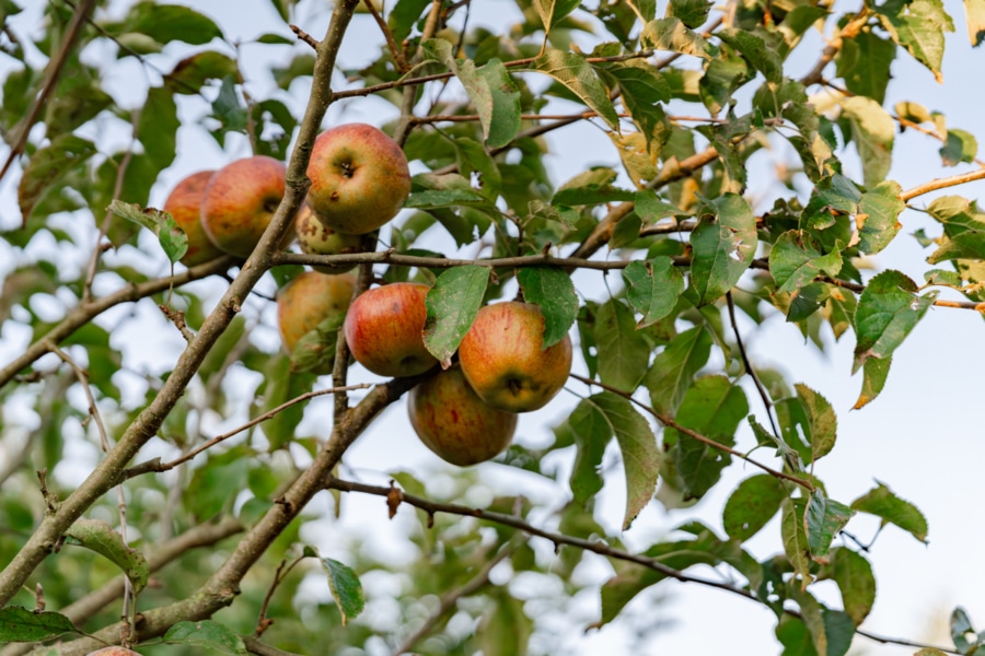 Impressionen Garten - Mitten im Grünen!